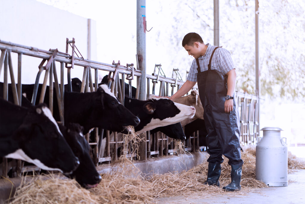 man petting his cow on a farm